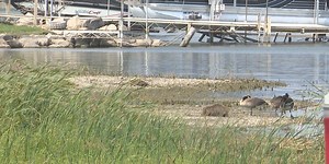 Blue Dog Lake latest to become infested with zebra mussels