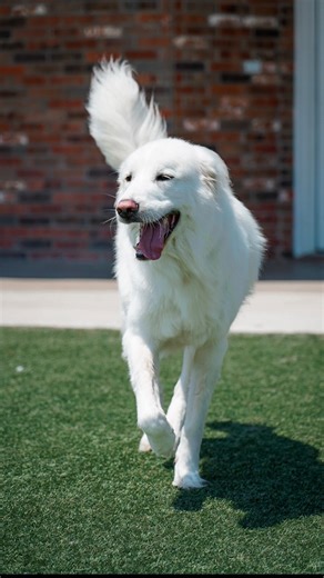 The PAWerful Rescue on Instagram: "You did it sweet boy! Doug Revenge Tour ends tomorrow❤️‍🩹🏡 Support the sanctuary buildout through clothing line! Link in bio Ihopandfriends.com To follow along with their revenge tours daily and gain access to the Private IG check out the Patreon located on link in IG bio. Every rescue dog has a story. Uncover it with @wisdompanel so they can get the best care. Get 25% off the most accurate pet DNA test with PAWERFUL25 link in bio! Rescue fueled by @ryzewelln