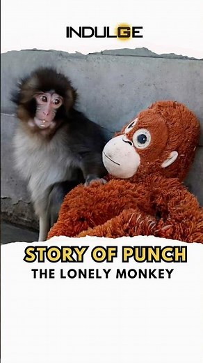 Lonely Orphan Monkey Clings to Stuffed Toy! 🐒💔 Viral Punch Video