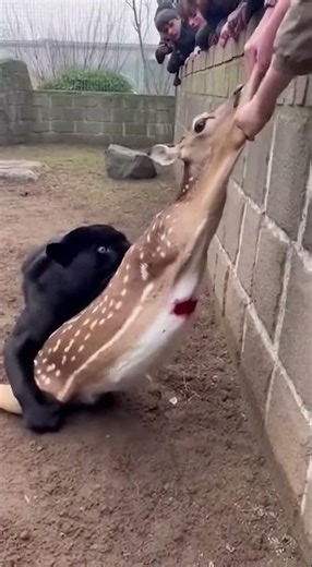 HUMANS VS. PANTHER: The Ultimate Rescue Mission! 😱🐆 #wildlife #nature