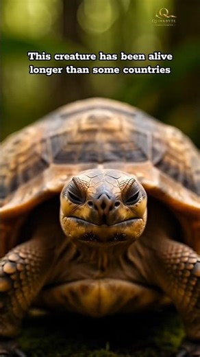 A tortoise’s shell is part of its skeleton and connected to its ribs and spine.