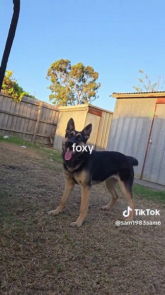 Funtime Foxy in Action: Drawing and Singing Highlights