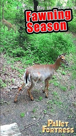 Deer Fawning Season is here, so Leave them Alone!