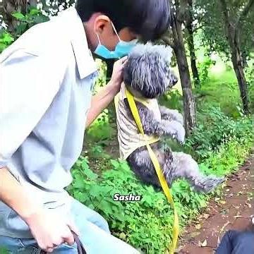 The dog risked its life to carry out the rescue #pets #cute #funny #shorts