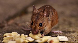 Texas Mouse Takes Its Own Life by Jumping Into Deep-Fryer in Dramatic Video