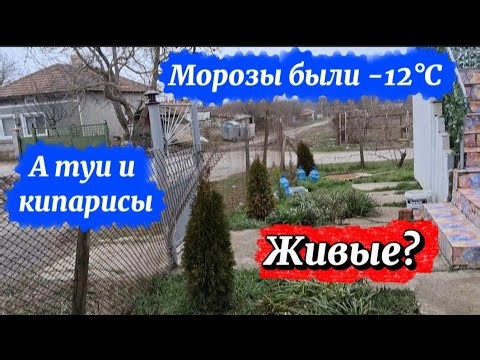 Bulgaria. I arrived and saw that there's hope my cypresses and arborvitaes haven't died, and I'm ...
