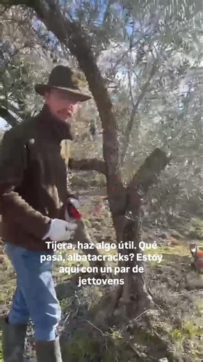AOVE Albatajar on Instagram: "Seguimos limpiando las patas de vida para renovar el olivar y siga aumentando la producción #aove #albatajar #agricultura #olivar #tradicion"