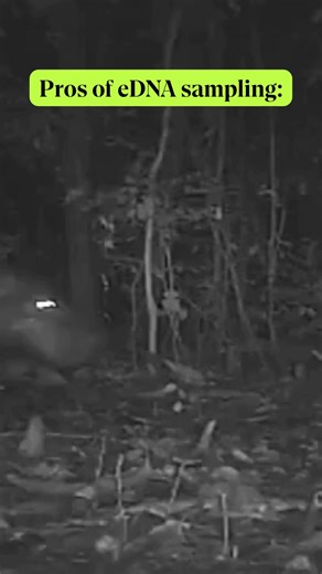 2.3K views · 37 reactions | Environmental DNA (eDNA) sampling is a way for scientists to confirm what species are present in a landscape and gather information about them without seeing them or disturbing them in any way. The data comes from analysing water and soil samples for hair, shed skin, mucus and - perhaps most glamorous of all - faeces.  | Fauna & Flora | Facebook