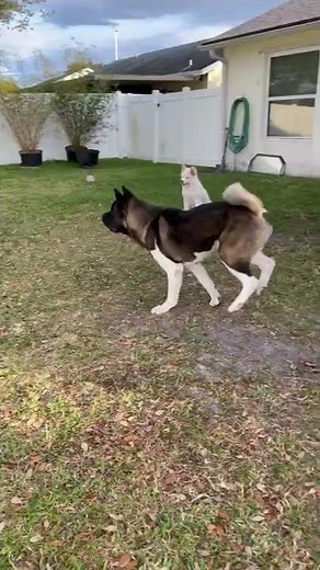 American Akita gets excited to see owner!