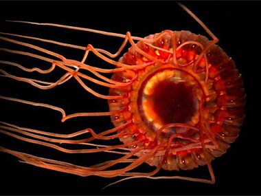 Why are so many deep-sea animals red in color? - NOAA Ocean Exploration