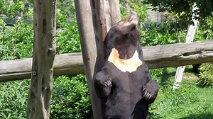 276 reactions · 49 shares | Choose penguins, choose pandas, choose a summer of fun at Edinburgh Zoo! Kids now under £10! Book online and save today. | Edinburgh Zoo | Facebook