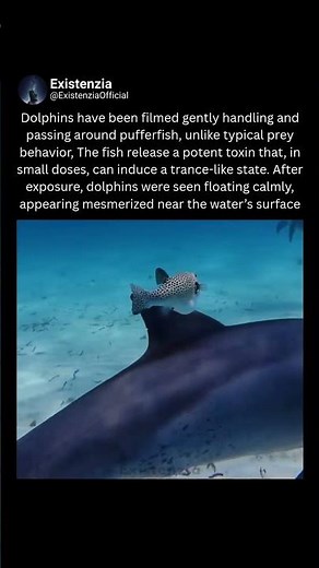 Dolphins Using Pufferfish Toxin for Trance