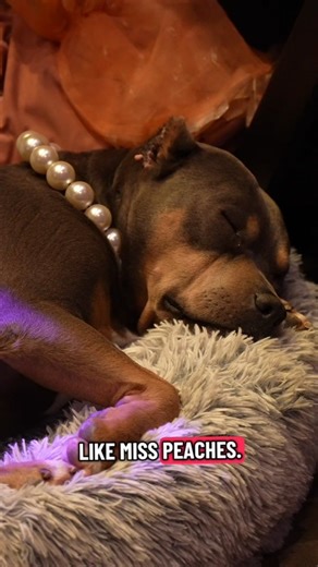 LifeLine Animal Project on Instagram: "Happy Gotcha Day, Miss Peaches. @famousmisspeaches It still feels like you never really left us. From your foster days… to attending our 2024 Gala with Papa Dave… to becoming a big sister to Pete… your story has continued to grow far beyond our shelter walls. And so has your impact. Because of you, more people started asking about shelter dogs. More people started choosing adoption. More people started seeing the beauty in dogs who once may have been overlo