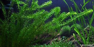 Egeria densa - Waterpest