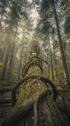 The Tree That Grows Sideways 🌳➡️