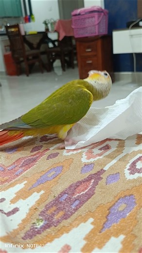 cute pineapple conure playing with tissue #video #shortvideo #youtubeshorts #pineappleconureparrot