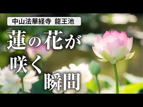 蓮［ハス］の花が開く瞬間（見頃と咲く時間帯も）｜市川市 中山法華経寺 龍王池