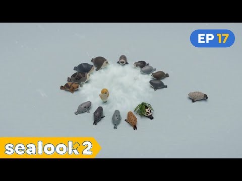 [NEW✨] How the Seals deal with the Holiday | SEALOOK S2 | EP.17