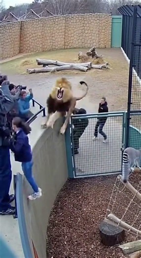 Lion Jumped on Woman😳😳