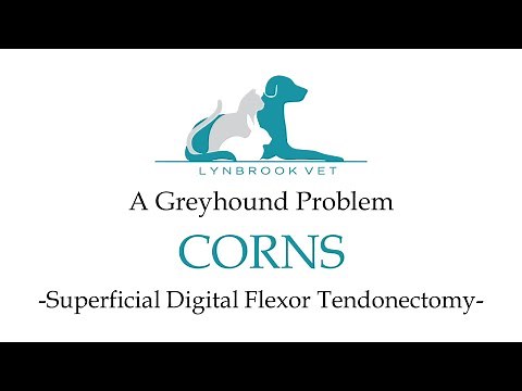 Superficial Digital Flexor Tendonectomy for Greyhounds