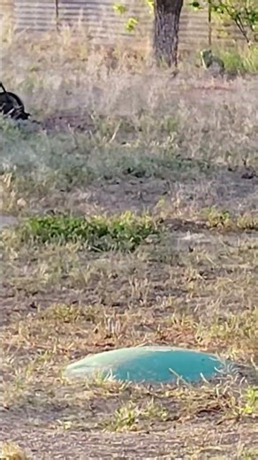 Cute gopher.