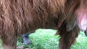 All those worried about my newborn highland calf feeding, fear no more 😁 we caught them up this morning into a pen and made sure she had a good feed. Now all settled having a sleep | Newton Farm Holidays