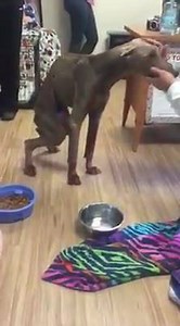 139K views · 213 reactions | Rescue Dogs Rock NYC on Reels | Facebook