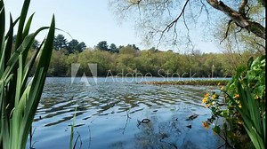 Woodland lake water pool on summer day in UK countryside, England