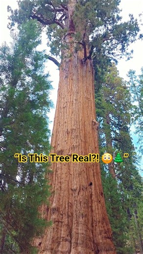 Standing Next to the World’s Largest Tree 😳🌲 | General Sherman Tree / early retiree life #travel