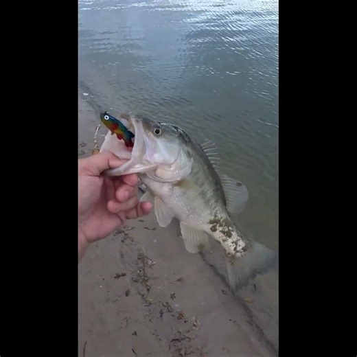 Promotional Holiday Shoppe Lure! Did Does it Work!