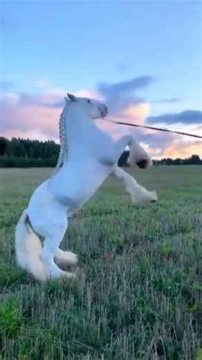 Majestic White Horse! 🐎#horse #whitehorse #equestrian #majestichorse