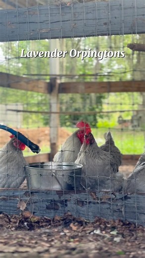 Lavender Orpingtons - Favorite Chicken Breeds #chicken #animals #adorablechicks #backyardchicken