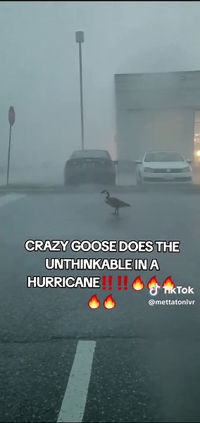 Crazy Canadian Goose Parkour Stunt in a Hurricane