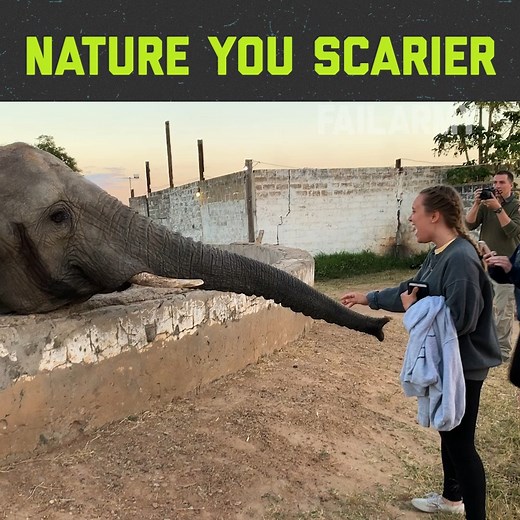Close encounters with even more wild animals vicious beasts than last time! | FailArmy