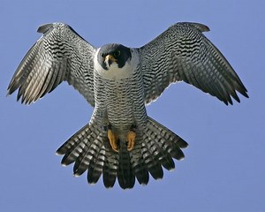 Shaheen falcon - Alchetron, The Free Social Encyclopedia