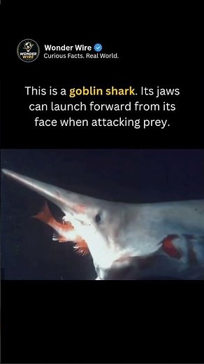 This goblin shark is scary