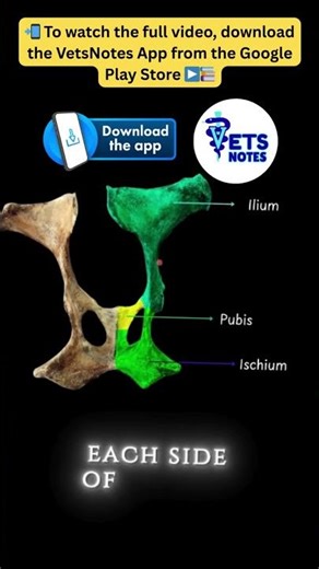 Os coxae short - 1 #vetsnotes #shorts #veterinaryanatomy