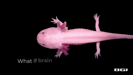 1.9K views | Have you ever heard of this cute salamander called axolotl? BGI leveraged Stereo-seq technology to re-construct the world's first spatiotemporal cellular atlas of axolotl's cerebral development and regeneration process, thus revealing how a brain can heal itself post-injury. Check more here to #LearnwithBGI: https://www.bgi.com/global/news/first-ever-axolotl-stereo-seq-reveals-brain-regeneration-insights #BGIChina #BGIUpdate #BGIGeneTest #insight | BGI Genomics | Facebook