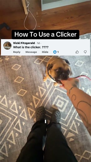 The Purpose Of Using Clickers #clickertraining #dogtraining #doglife #doggo #trainyourdog