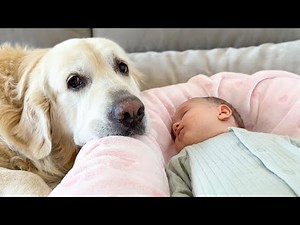 Golden Retriever Adopts Adorable Newborn Baby As His Own!