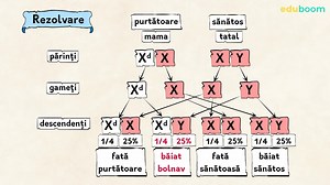 Probleme. Transmiterea caracterelor ereditare. Biologie clasa a 8-a