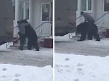 Brave man attempts to RIDE and hug huge black bear