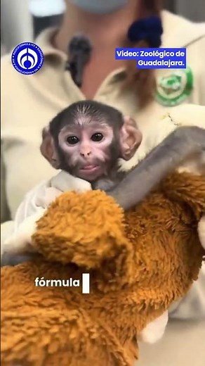 The Guadalajara Zoo has its little monkey Punch🐒 Yuji, a monkey whose mother didn't know how to t...