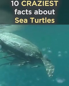 1.3M views · 9.3K reactions | 10 Craziest Facts About Sea Turtles! | Scuba Diver Life | Facebook