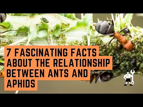 7 Fascinating Facts About the Relationship Between Ants and Aphids