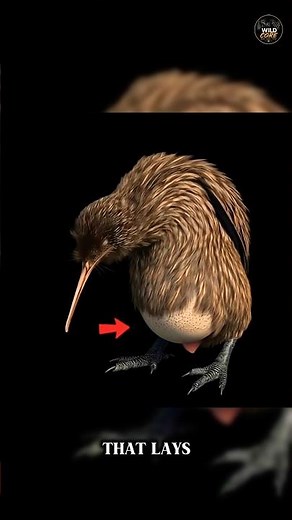 This Bird’s Egg Is 25% of Its Body Weight 😳