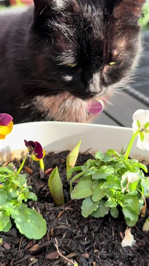 How to dead head winter Pansies. Dead heading is a job that still needs to be done even thoughout the winter months. To stop the plant producing seed heads and to encourage new blooms. It was so lovely to get outside to do this small job and to get connected with nature again. 💚 PJ & Luna 🥰🌸🐈‍⬛ #plantcaretip #pansies #gardening #gardening101 #gardeningtiktok