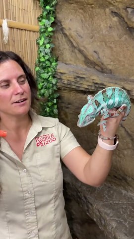 This panther chameleon has a surprising water-resistant skin feature
