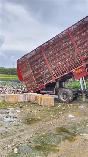 A full truck of ducks released into water in seconds showing extreme efficiency #labor