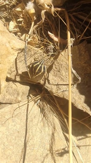 Shield Bug (Eudolycoris),Is Part Of Insects🪲It Emit Smelly matter🫢😵‍💫#nature #insects #macro